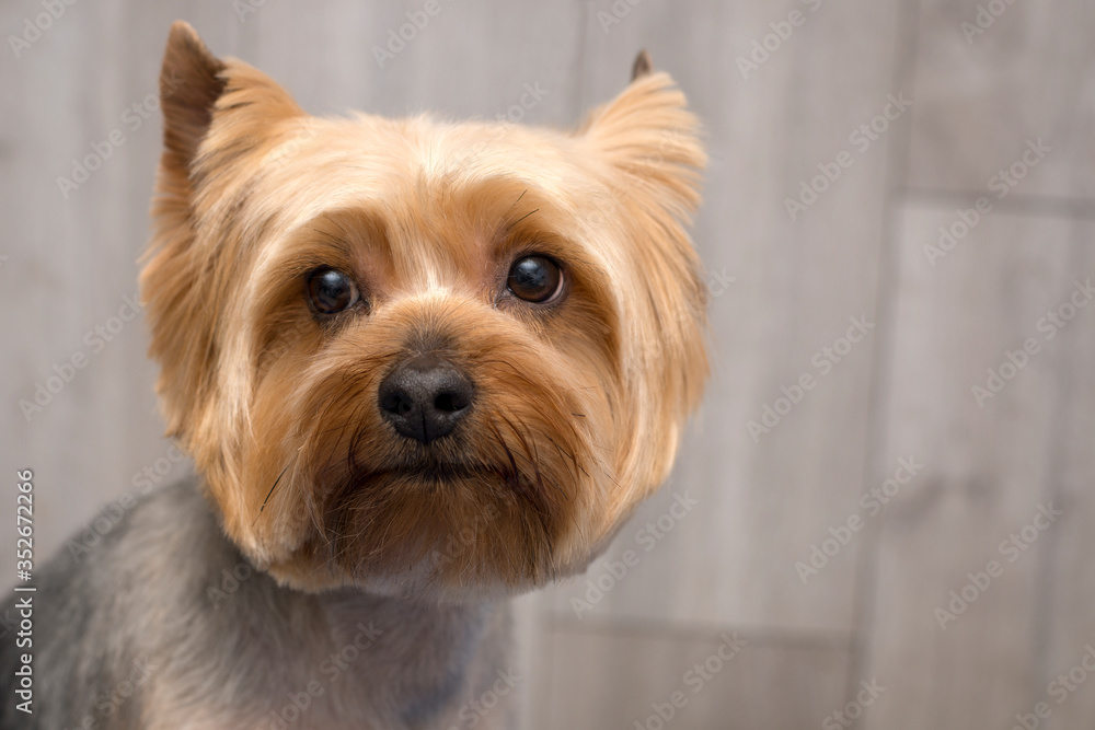 Yorkshire terrier puppy portrait