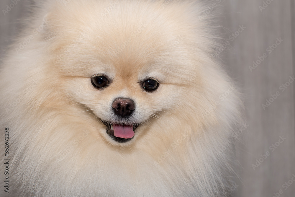 Purebred Pomeranian dog portrait