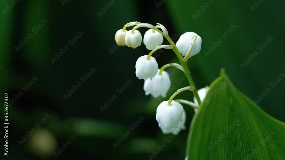 Portrait of beautiful convallaria. Close up of white bells on background of green leaves. Concept of nature background. Portrait of beautiful convallaria. Close up of white bells on background of green leaves. Concept of nature background.