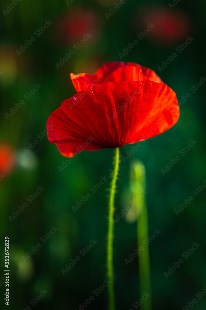 Fototapeta premium głęboka czerwień pięknego maku