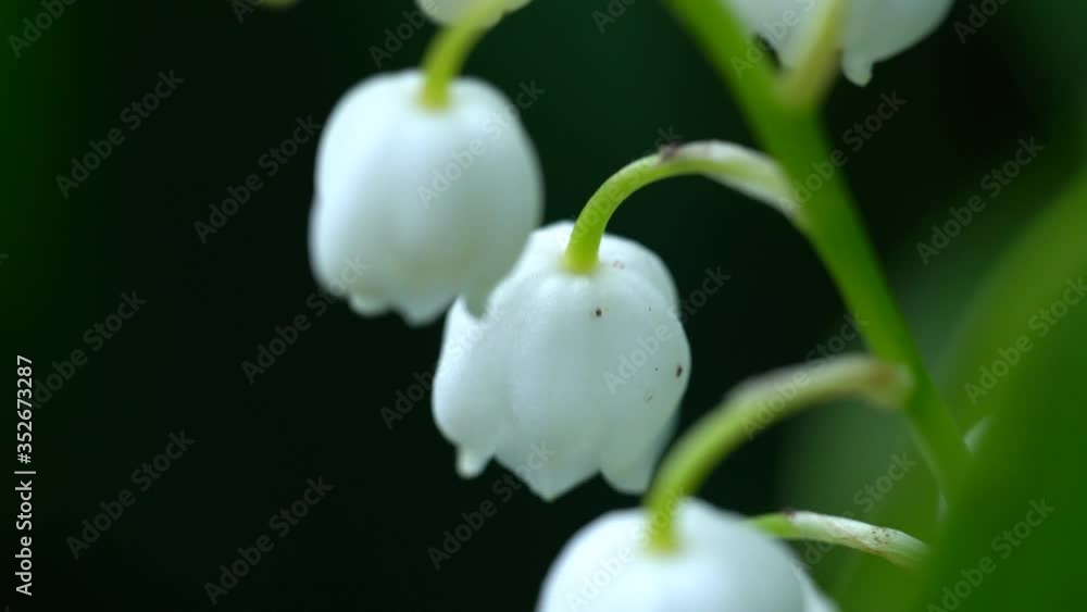 Portrait of beautiful convallaria. Close up of white bells on background of green leaves. Concept of nature background. Portrait of beautiful convallaria. Close up of white bells on background of green leaves. Concept of nature background.