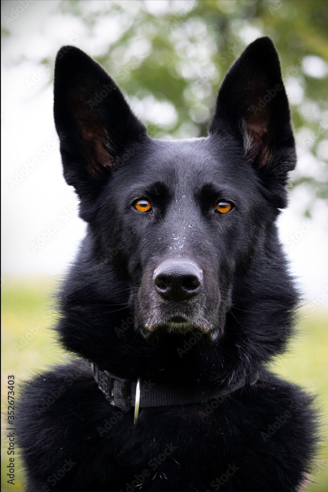 Schwarzer Deutscher Schäferhund Porträt