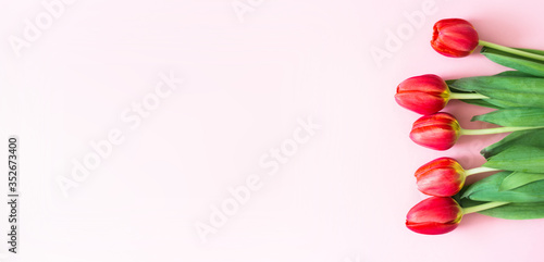 red tulips on a pink background. gift card concept. woman's day. mother day. victory day photo