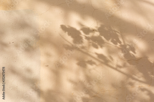 colored pastel concrete wall selective focus. shadow from leaves texture background