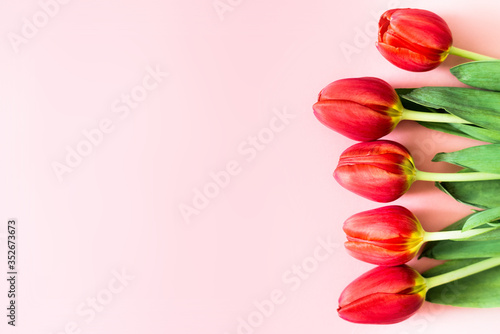 Fototapeta Naklejka Na Ścianę i Meble -  red tulips on a pink background. gift card concept. woman's day. mother day. victory day