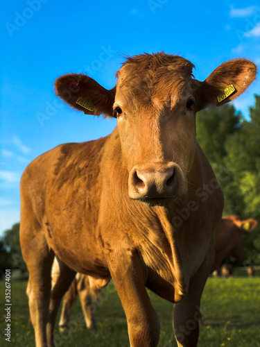 Cow on the farm.