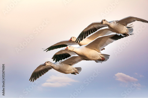 Fotografi A Gaggle of Snow Geese Anser caerulescens in Flight