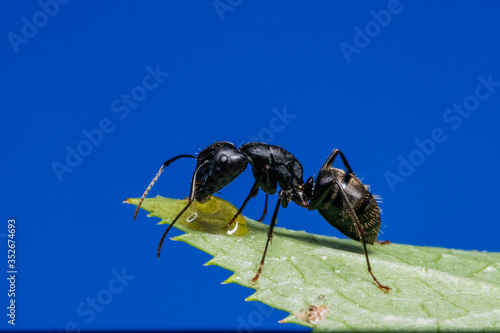 Black Carpenter Ant (Camponotus pennsylvanicus) © RICHARD