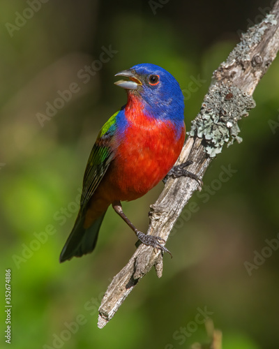 Male Painted Bunting