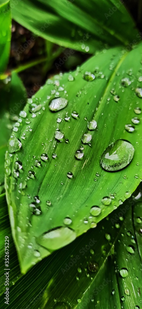 green leaf with water drops green leaf with water drops