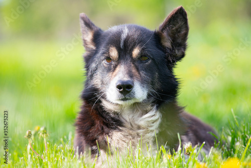 portrait of a dog that lies in the green grass and looks forward