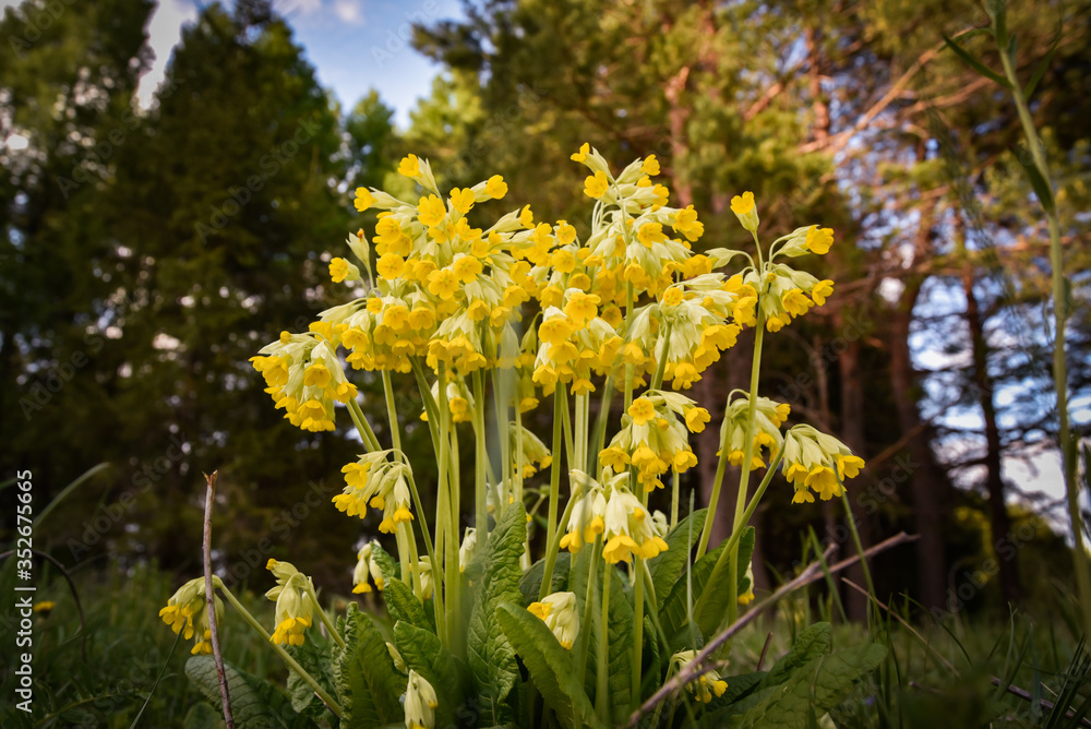 Fototapeta premium yellow spring flowers