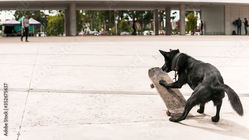 Funny black dog riding a skateboard with great ability and expertise. The animal is playing and doing tricks with the old toy, having lots of fun.