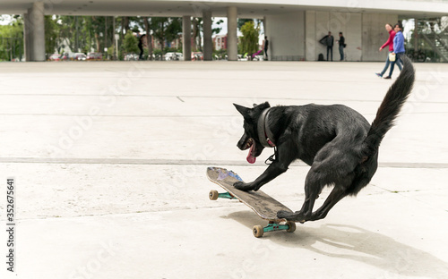 Funny black dog riding a skateboard with great ability and expertise. The animal is playing and doing tricks with the old toy, having lots of fun.
