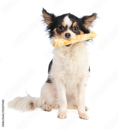 chihuahua with a chewy treat