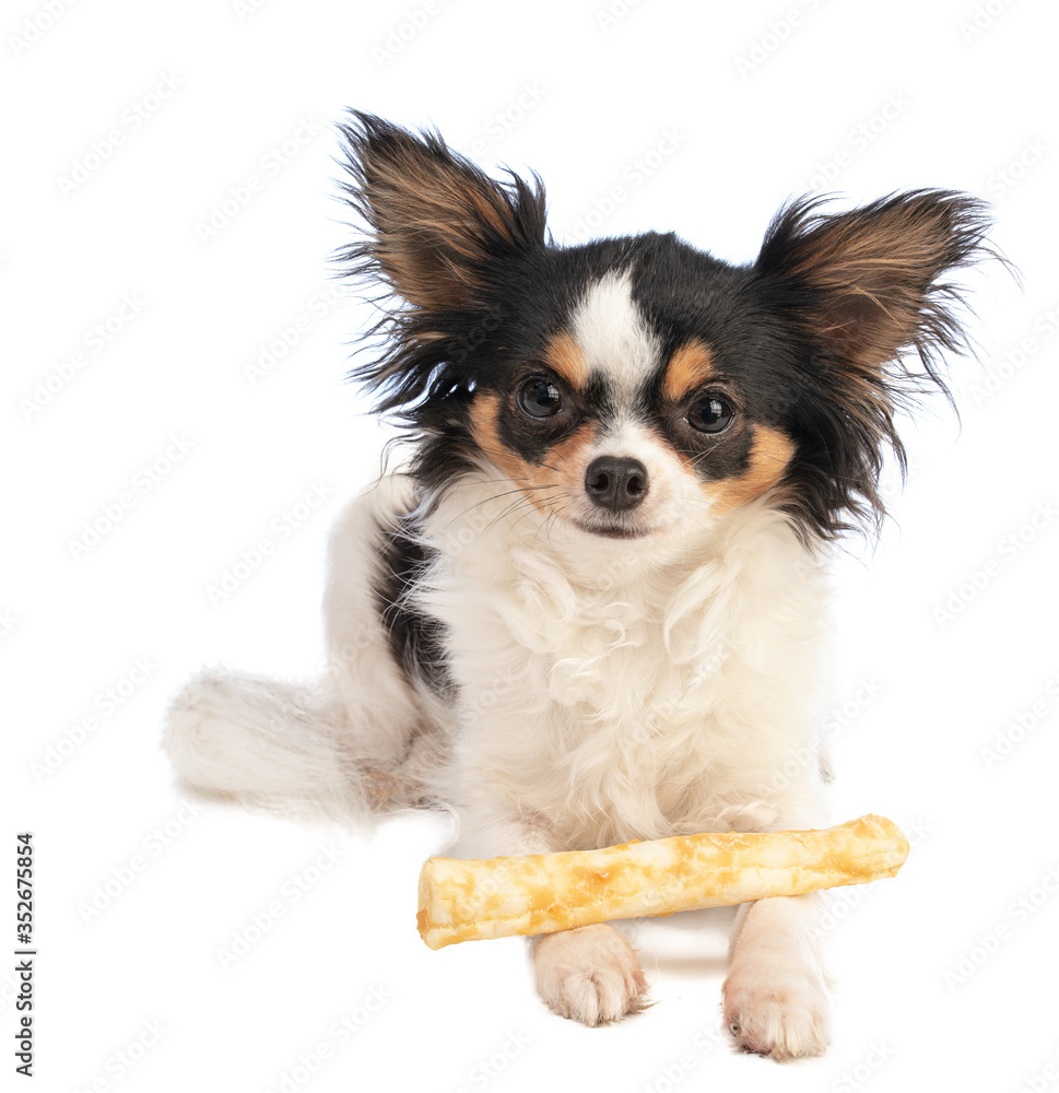 chihuahua with a chewy treat chihuahua with a chewy treat