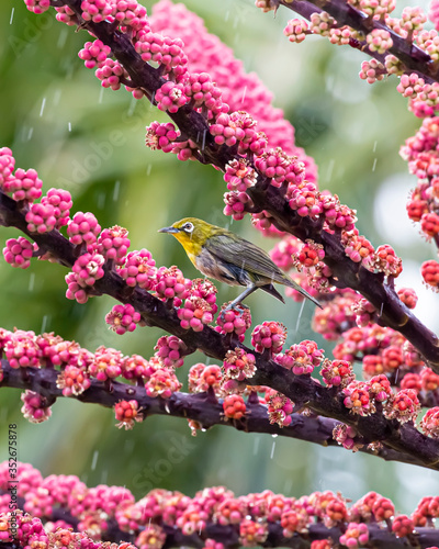 Japanese white-eye