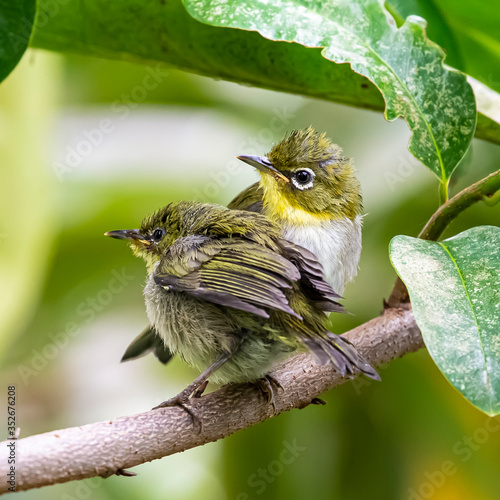 White-eye family