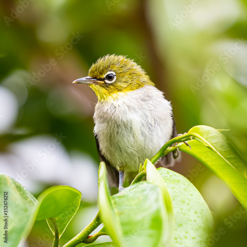 White-eye family