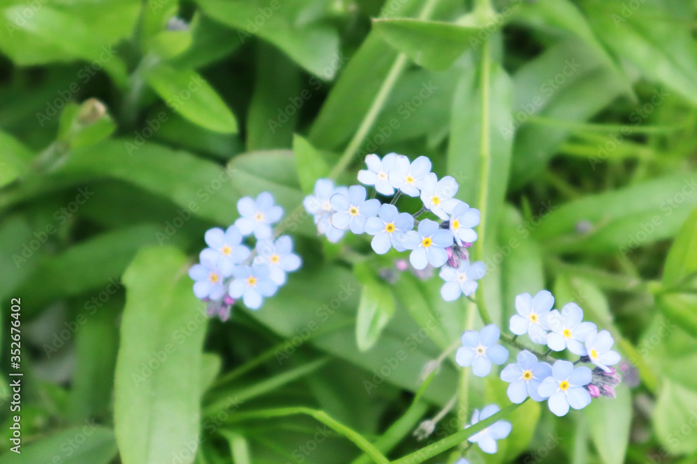 Blurred image of little delicate forget-me-not flowers on a background of green grass. Close-up. Blurred image of little delicate forget-me-not flowers on a background of green grass. Close-up.