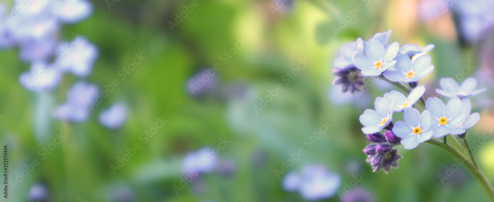Blurred image of little delicate forget-me-not flowers on a background of green grass. Close-up, banner. Blurred image of little delicate forget-me-not flowers on a background of green grass. Close-up, banner.