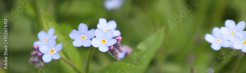 Blurred image of little delicate forget-me-not flowers on a background of green grass. Close-up, banner. © Zhanna