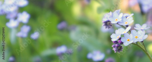 Blurred image of little delicate forget-me-not flowers on a background of green grass. Close-up, banner.