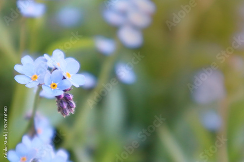 Blurred image of little delicate forget-me-not flowers on a background of green grass. Close-up. © Zhanna