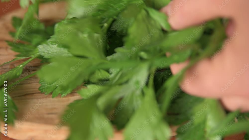 Close up shot of a bunch of parsley that is resting on a wooden cutting board. On the leaves small drops of water. The hands touch the leaves with an intense green taste of their freshness. Close up shot of a bunch of parsley that is resting on a wooden cutting board. On the leaves small drops of water. The hands touch the leaves with an intense green taste of their freshness.
