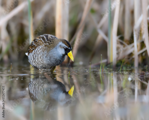 Tableau sur toile Sora Rail or Sora Crake with Reflection Foraging on the Pond in Spring, Closeup