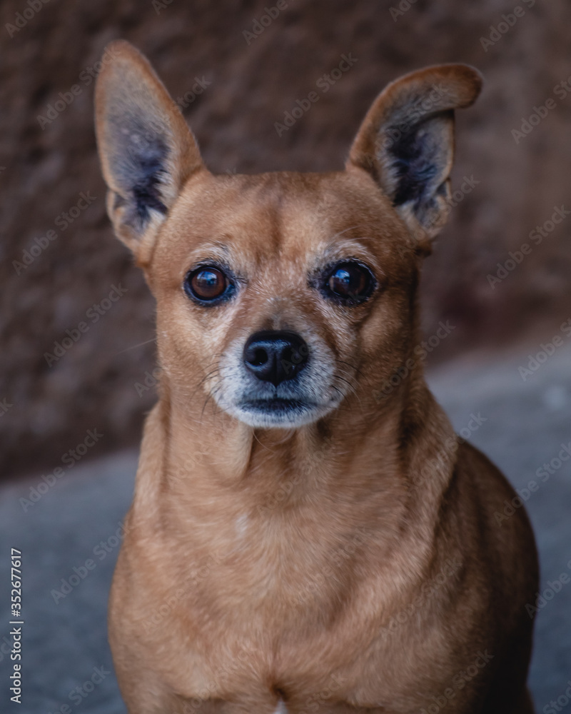 Perro Chihuahua observando al horizonte