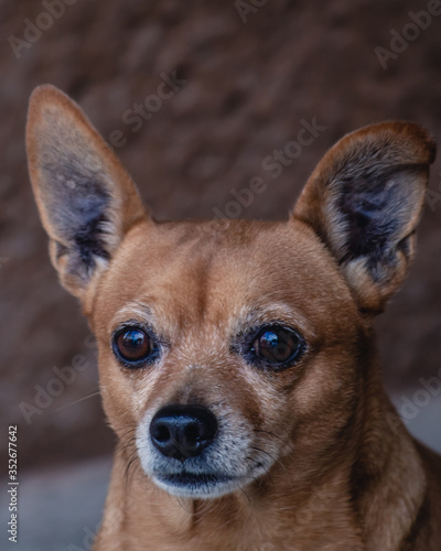 Perro Chihuahua observando al horizonte © Moiss