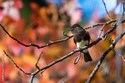 Black Phoebe photo