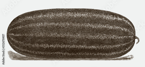 Large, oblong watermelon variety, after a historical engraving from the early 20th century