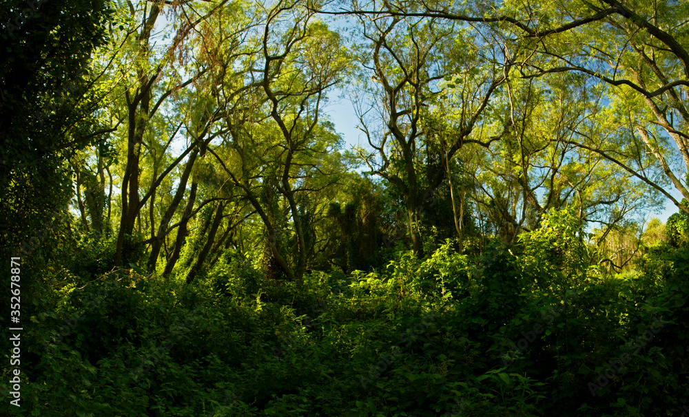Panorama view of an enchanting  green forest foliage and leafage with a beautiful sunlight, Pre Delta National Park