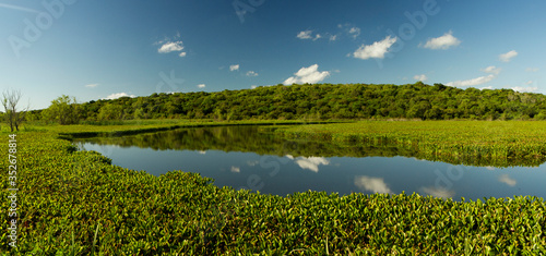 Pre Delta National Park Panorama landscape view. Exotic aquatic plants, green lily pads, Eichornia azurea, in the lake with a sky and clouds reflection in water. 