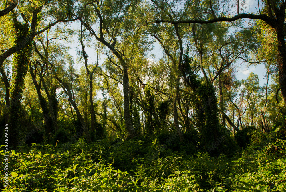 Fototapeta premium Pre Delta National Park Tropical Rainforest. Enchanting panorama view of the Green Forest beautiful foliage, branches and leaves. Flora and wildlife