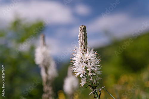 White wildflower Asphodelus albus in the Pyrenees mountain