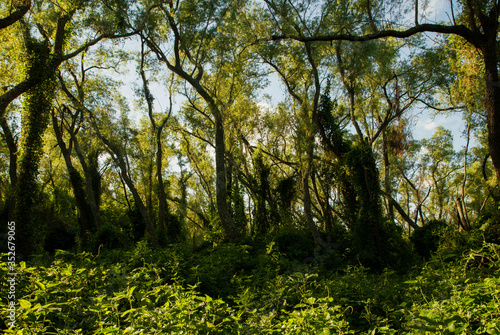 Pre Delta National Park Tropical Rainforest. Enchanting panorama view of the Green Forest beautiful foliage  branches and leaves. Flora and wildlife