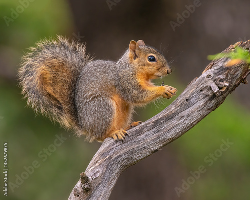 Fox Squirrel in a  tree © David McGowen