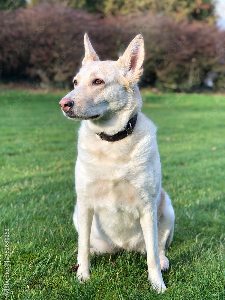 Dog with a pink nose outdoors sitting on the grass(mixed German shepherd and husky). Dog with a pink nose outdoors sitting on the grass(mixed German shepherd and husky).