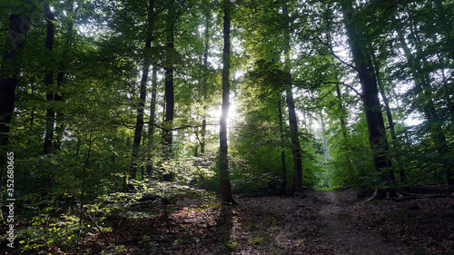 Sonnenstrahlen tief im Wald © CosCon