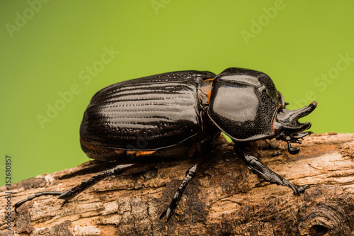 Картината върху платно Triceratops Beetle (Phileurus truncatus), female