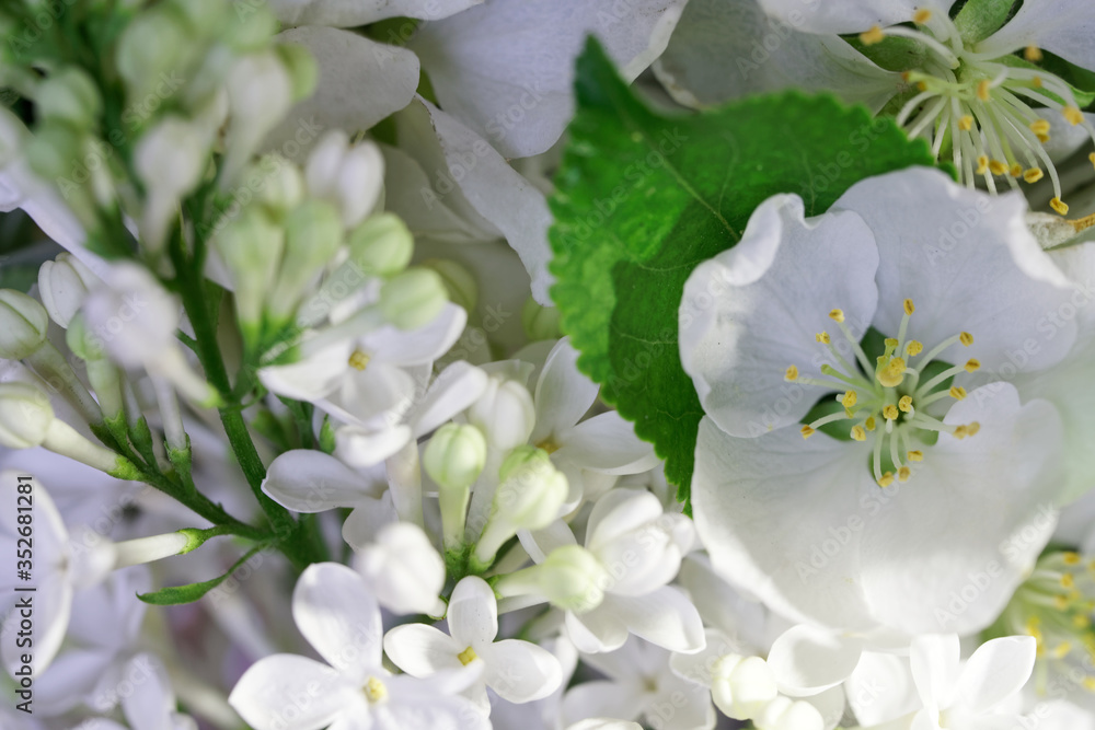 Bright white flowers of lilac and apple tree in the rays of the setting sun. Spring flowering garden. Close-up. Macro Bright white flowers of lilac and apple tree in the rays of the setting sun. Spring flowering garden. Close-up. Macro