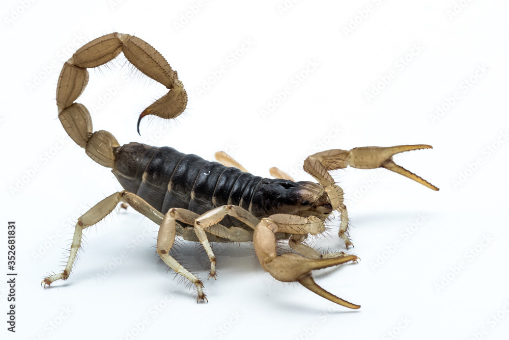 Desert Hairy Scorpion (Hadrurus arizonensis) Desert Hairy Scorpion (Hadrurus arizonensis)