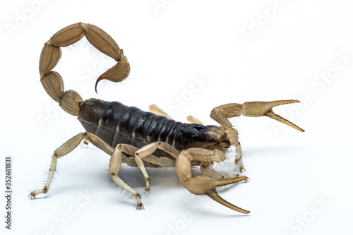Desert Hairy Scorpion  Hadrurus arizonensis 