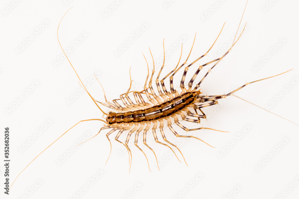 House Centipede (Scutigera coleoptrata) House Centipede (Scutigera coleoptrata)