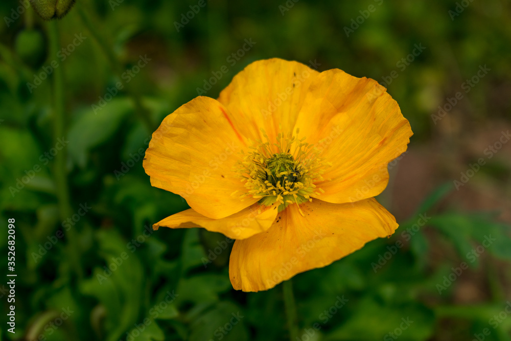 Bienen sammeln ihren Nektar von Mohnblüten. Den Mohn gibt es in verschiedenen Farben, darunter auch gelb. Die Blüten entfalten ihre Pracht im Sommer, vorwiegend in den Monaten Mai und Juni. Bienen sammeln ihren Nektar von Mohnblüten. Den Mohn gibt es in verschiedenen Farben, darunter auch gelb. Die Blüten entfalten ihre Pracht im Sommer, vorwiegend in den Monaten Mai und Juni.