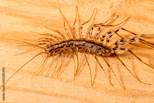 House Centipede (Scutigera coleoptrata)