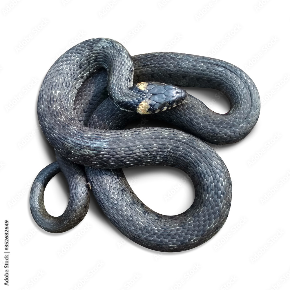 snake on isolated white background snake on isolated white background